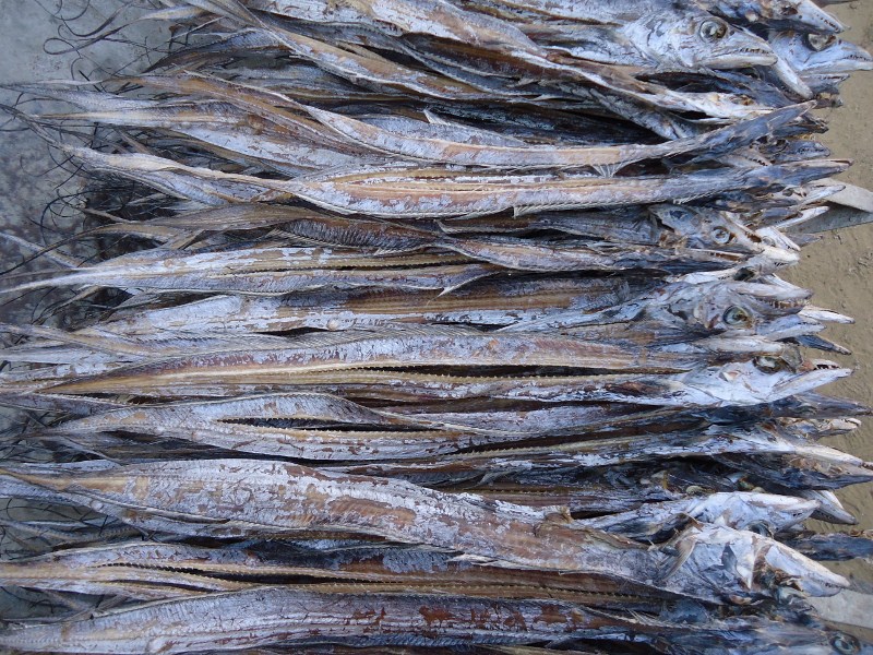 Dry Ribbon Fish In Telugu at Edward Huffine blog